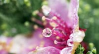 Flower Droplets2424815355 200x110 - Flower Droplets - Purple, flower, Droplets